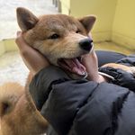 申论文大侠