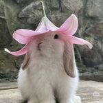 黑脸姑妈