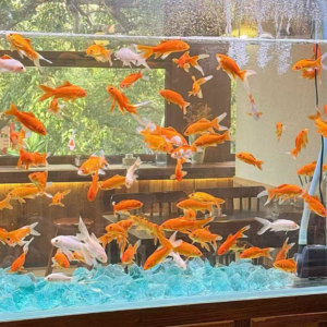 童年是一阵穿堂风