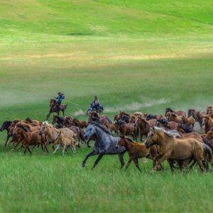 深入呼伦贝尔｜第四集：蒙古马——草原上的守护神