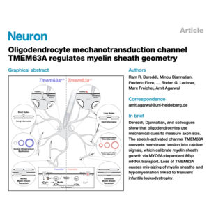 449-TMEM63A regulates myelin sheath geometry