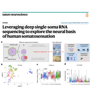 776-A Deep RNA Sequencing Atlas of Human Sensory Neurons