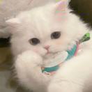 猪小是的念着倒