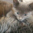 不爱吃香菜的玄参