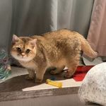 泽塔奥特曼的必杀技