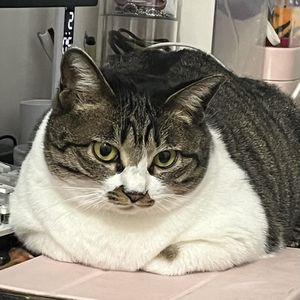 podcaster-avatar