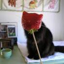 今晚一定早点睡_NTam