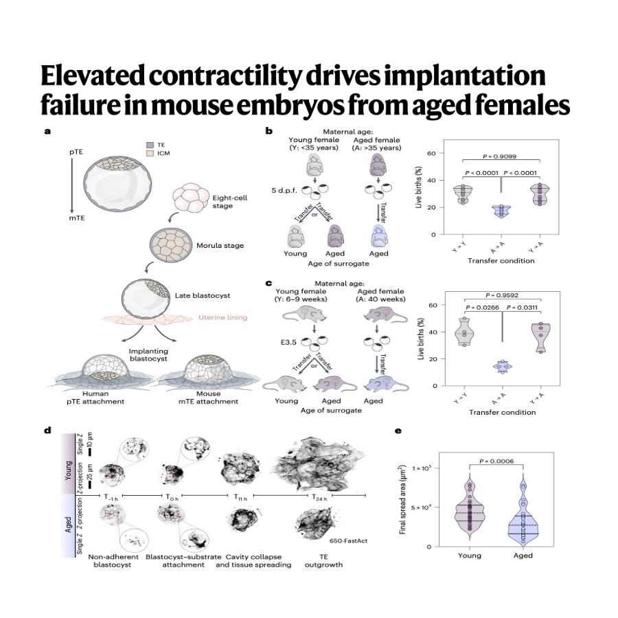 1559-Embryo Contractility Drivers Implantation Failure episode artwork