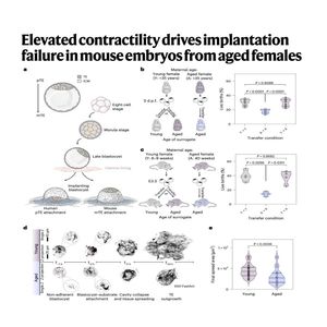 1559-Embryo Contractility Drivers Implantation Failure