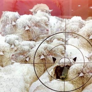 “都是她的错”当猎巫运动变成猎物反杀NPD行动