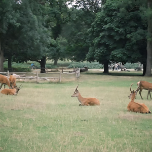 #EP5: Tabula Rasa: Masculinity and Hunting