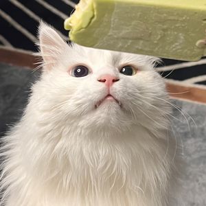 llyom