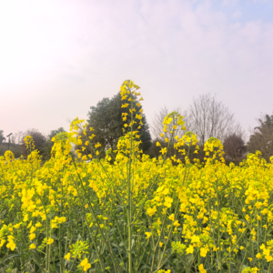 第143期:唤醒骑车技能，再次打卡官塘村