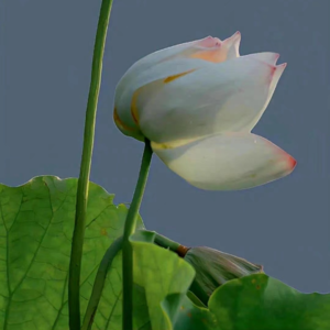 VOL168.矮纸斜行闲作草，不深不浅种荷花。