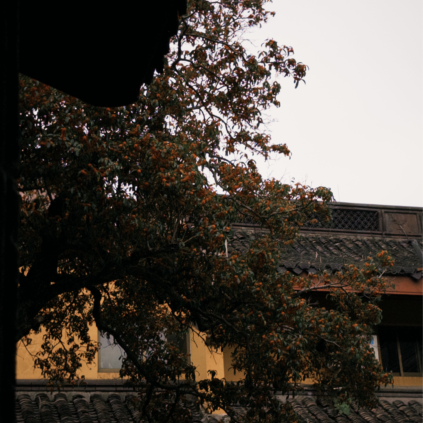 莫守MineSoul正念冥想