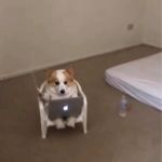 毒蛇帮贪吃蛇堂主