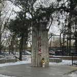 何枝可栖