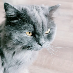 欣于所遇——和Daisy一起写字