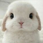 Smalltooth