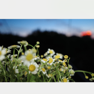 VOL123 浇花-赫尔曼 · 黑塞