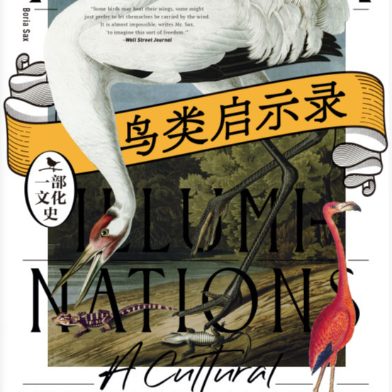 E12.📖《鸟类启示录》：跨越宗教、历史、艺术与未来的文化飞行 episode artwork