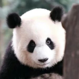 podcaster-avatar
