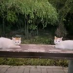 刘大大柳
