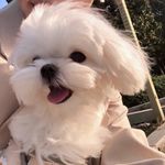rosyrosy