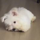 何以安身与逍遥