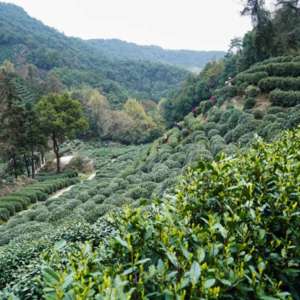 vol.19 Vera老师返场：生活的齿轮飞转，用喝茶打造身体和心灵的“之间”