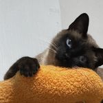 Freya_ya