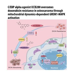 1400-Mitochondrial-Driven Resistance in Osteosarcoma