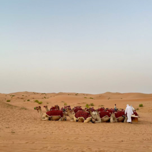 EP10 城市散步指南-阿布扎比,沙漠酒店,卢浮宫与达芬奇