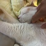 水中大熊猫