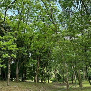 No.143 - 漫步｜感受内心善意如河流涌动，这一刻，下一刻，每一刻