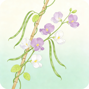 长豇豆花：植物与生活的纽带