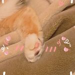 喵仨