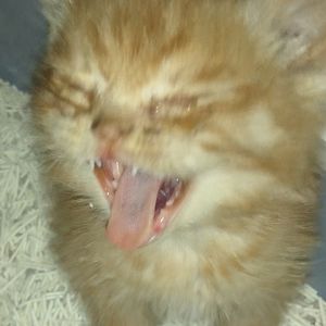 podcaster-avatar