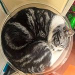 虎妈妈m9
