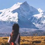 河边一头大水牛