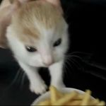 釉宝