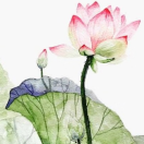 幽兰_cer5