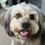 爪其淋