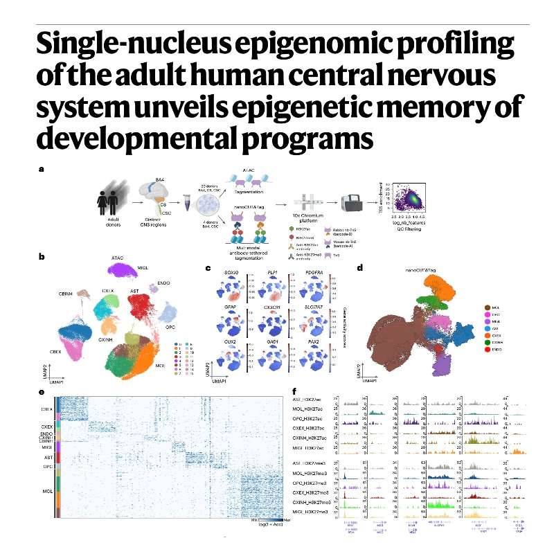 847-Epigenomic Profiling of Human Central Nervous System episode artwork