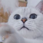 果子果子