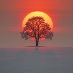 梨无主