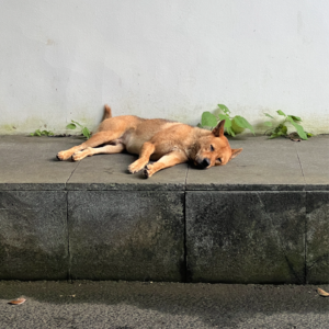 金融玄学-民族的文化的终将重放光芒