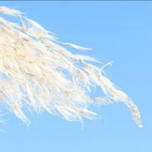 白露丨在秩序的韵律中，收敛神气，润肺安身心