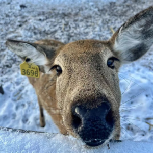 013.黑龙江 | 中国的“雪国列车”林都号:哈尔滨-大小兴安岭-雪乡-伊春-漠河 森林环线大穿越