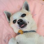 小王子嗷呜嗷呜嗷